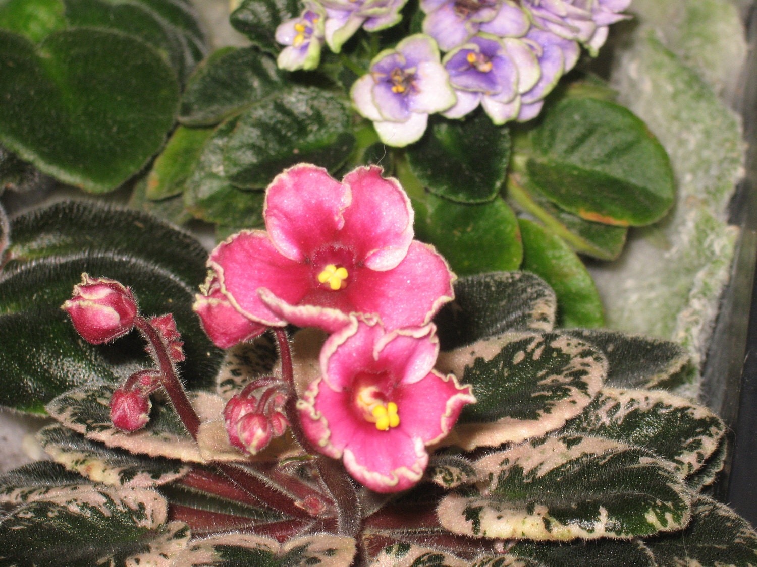 African Violet Live Plant Ness' Pixie Grin Semi