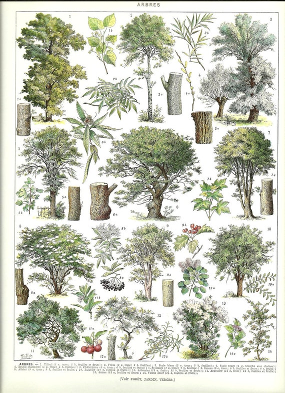 Poster arbre Poster arbre