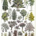 Antique ORNAMENTAL TREES 1 - Vintage french dictionary Print - 1930