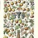 French Dictionary Page - FRUITS Color Illustration - 1948
