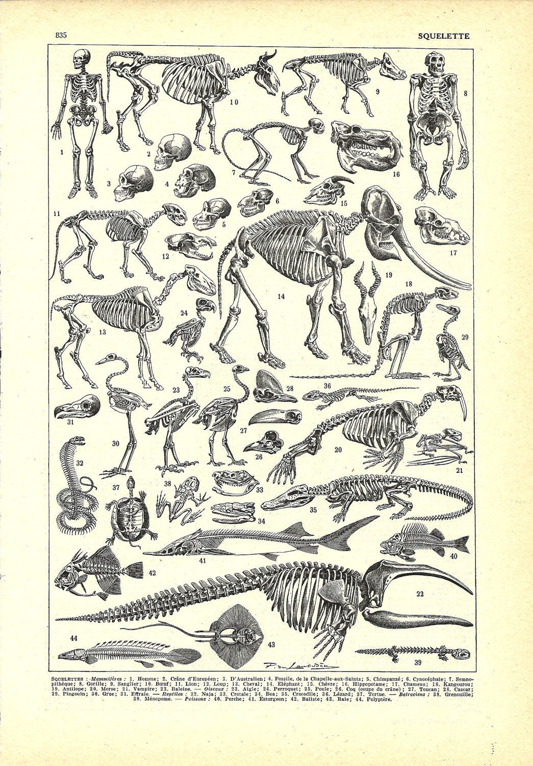 Vintage DINOSAUR SKELETON poster French Illustration 1922 Anatomy art, Animal skeletons
