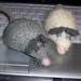 Cat Toy - Hand Knit Mice, wool yarn, Catnip free, Set of Two, Donation made to Kentucky Tails Rescue