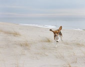 Airborne Beagle -  hound, dog, beagle, beach, animal,  canine, happy Fine Art Photographic Print