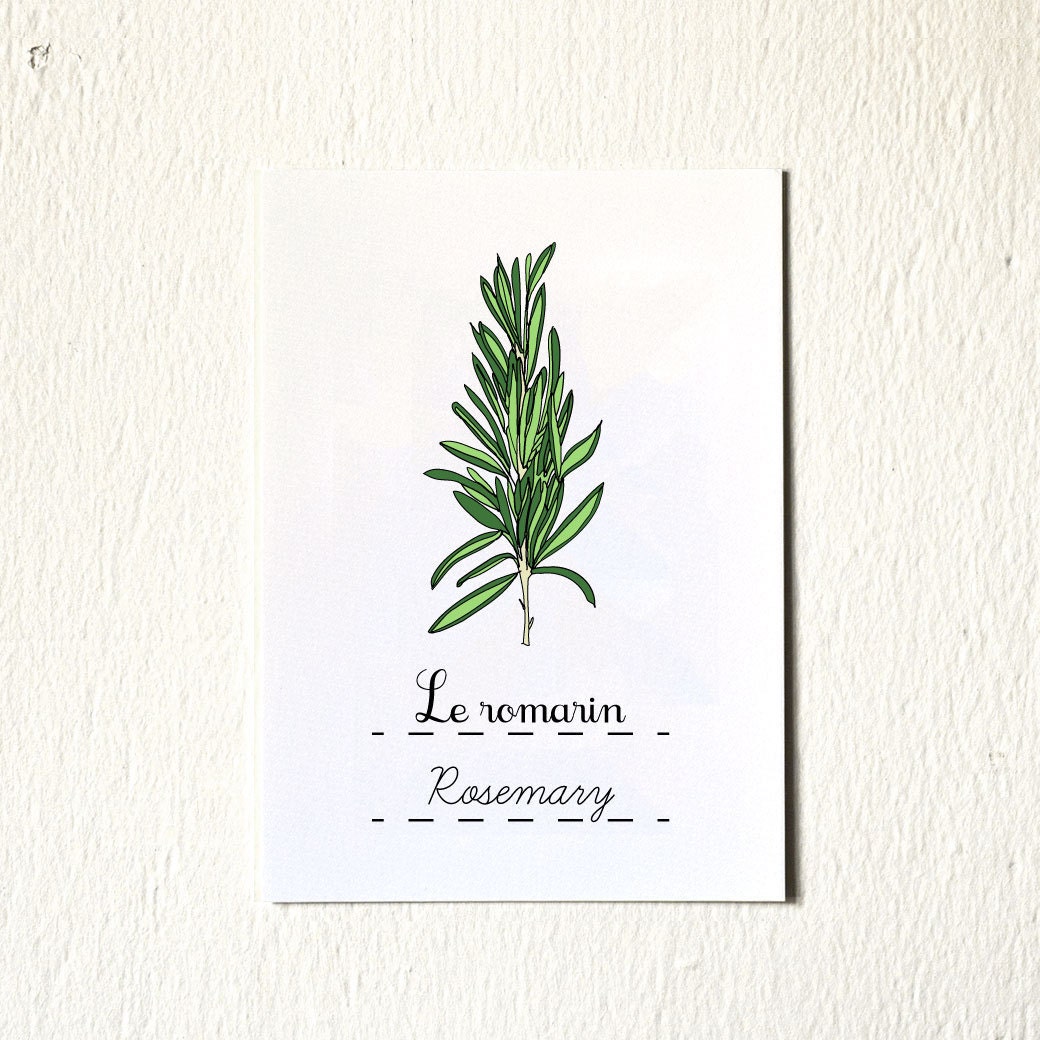 Rosemary 5x7 art print Herb French Modern Kitchen