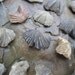 Colorful Fossil Shells... 21 Gorgeous Pieces... A9