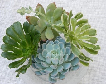 6 Large Succulent Cuttings - Rosette Shape for Bouquets, Wedding Centerpieces, Wedding Cake Toppers, Succulent Tabletop