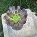 Succulent Plant - Showy Black Aeonium Succulent Plant in 4 " pot