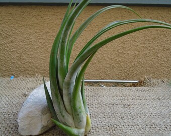 Large tillandsia paucifolia air plant