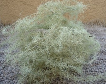 Old Man's Beard Lichen Green