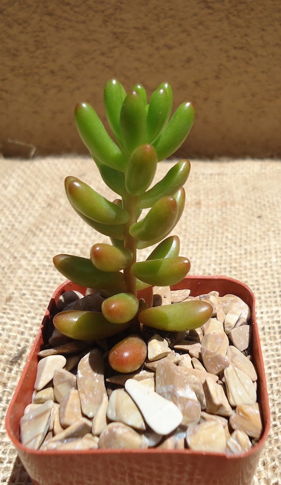 jelly bean succulent sedum rubrotinctum jelly bean succulent sedum rubrotinctum