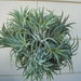 Tillandsia Ionantha Mexico Hanging Ball-5-6" Airplant Ball