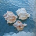 Pink Murex Shells