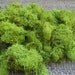 Reindeer Lichen-Chartreuse
