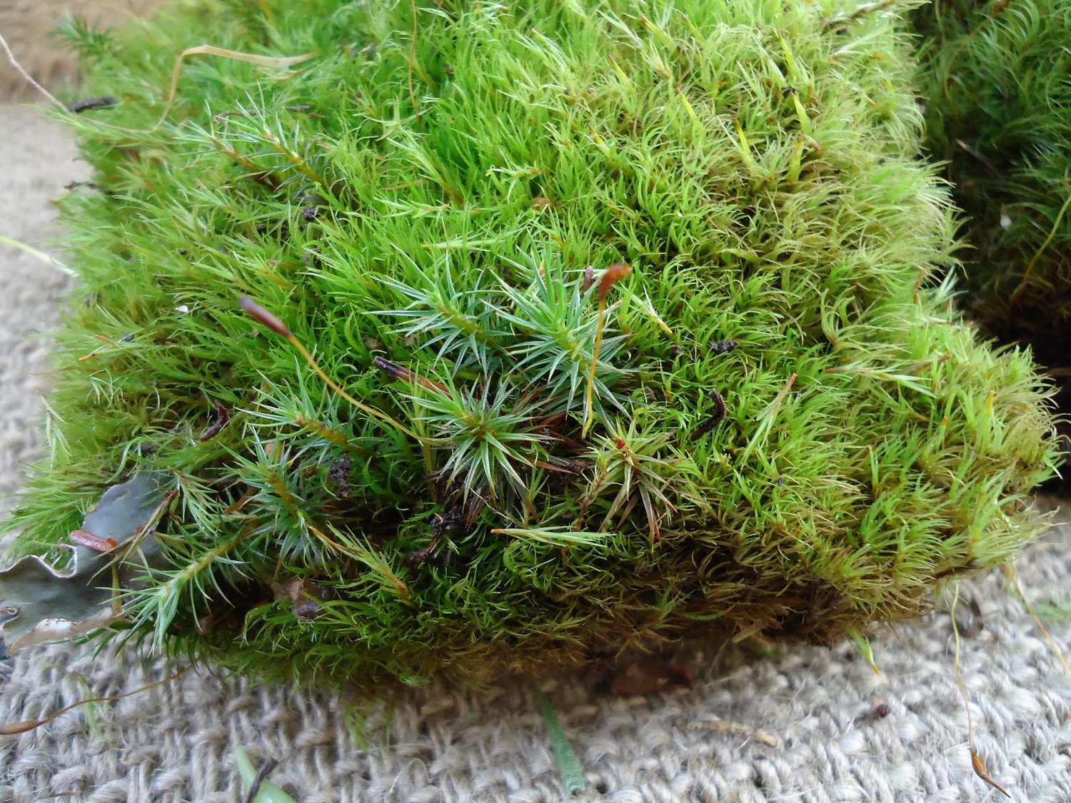 Pillow Moss for terrariums and orbs