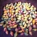 Pastel Mini Sea Shells