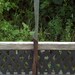 Alasdair Short Sword