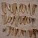 30 deer antler tips, tines (extra small)