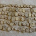 72 antler buttons total (holes drilled)