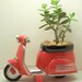 Succulent Jade planter Red Scooter diy kit Desk Accessories Dorm Room Decor