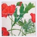 Greeting Card - Red Poppy, Flanders, Australian Botanical Flower, Square, Linen Greeting Card, Flanders Image 2