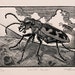 Cicindela formosa - Woodcut - Thomas Shahan
