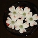 Fifteen Beautiful Gumpaste Dogwood Blossoms (Cornus Florida) Perfect for Wedding, Showers or Other Special Cakes
