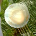 1930s Depression Glass Monax Tea Cup Wind Chime MacBeth Evans Petalware