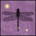 dragonflywisdom