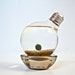Marimo Moss Ball Light Bulb Aquarium, Aqua Terrarium, Repurposed Lightbulb Living Art, Up-cycled Light Bulb Decoration, Unique Home Decor