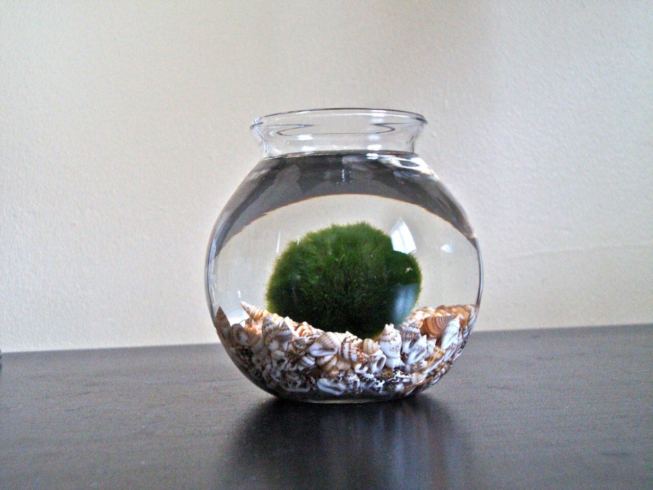 Huge Marimo Moss Ball in a Seashell Aquarium // Garden Decor