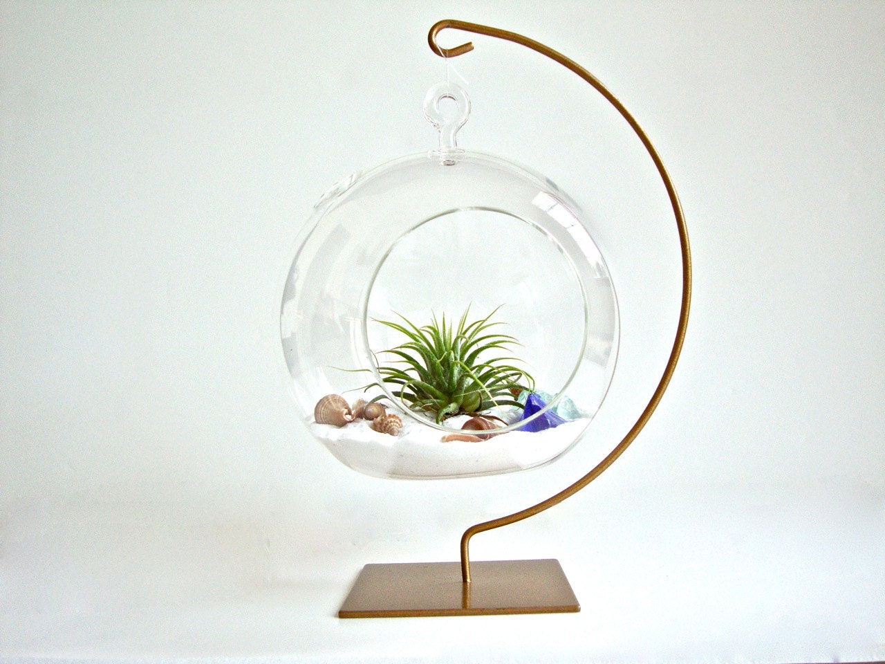Hanging Glass Globe Air Plant Terrarium with Gold Painted
