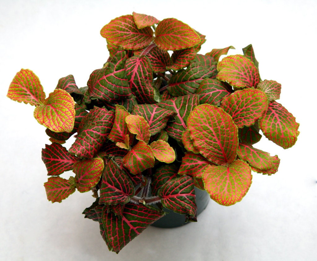 Terrarium plant Fittonia Nerve Plant. by TallPoppyGardens on Etsy