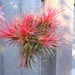 Air Plant // Variety Ionantha Balls Unique Natural Gifts Gifts under 20 Gifts for Her Birthday