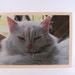 Cat Photo All Occasion Card Blank Inside