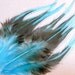 Turquoise Blue Craft Feathers, Black Laced Rooster Feathers, Craft Supplies, QTY12