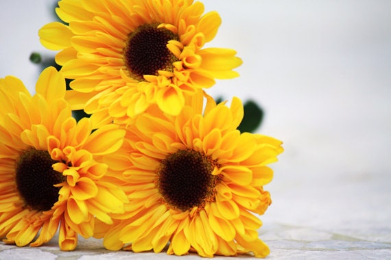 Items similar to Yellow Flowers Photo Photograph "Summer 