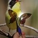 Christmas Sale HALF Price Homemade Butterfly Wings for Fairies or BJD dolls