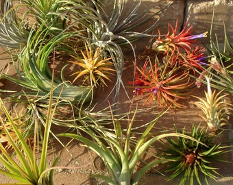 SALE Air Plants Mix of Twelve