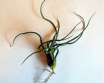 Air Plant Bulbosa Tillandsia buy one get one Iona