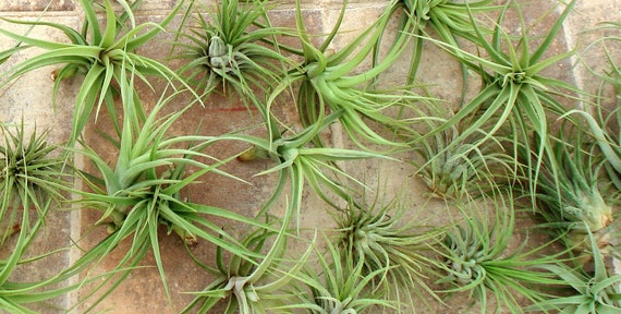 SALE Air Plant Mix of 5