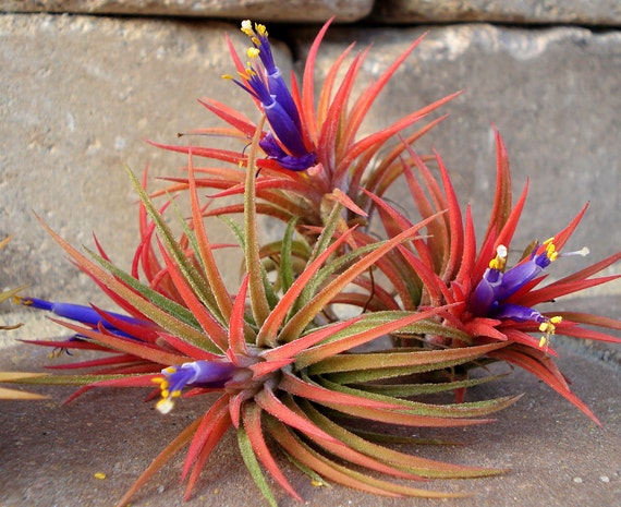 Air Plant Iona 3 for 1 Deal