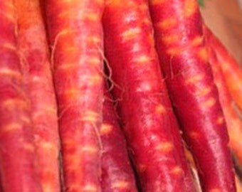 Carrot - Atomic Red - Heirloom - Great for Children - 50 Seeds