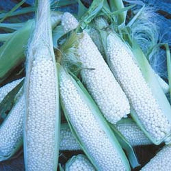 Corn Hickory King Heirloom 30 Seeds