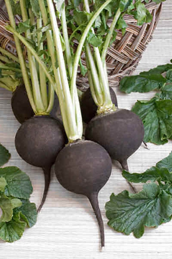 Radish Very Black Spanish Heirloom 30 Seeds