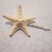 The 2" Knobby Freshwater Pearl Starfish Hair Pin/Boutonniere