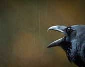 Raven print, crow art, black bird photography wall art prints. Wild bird nature photograph, raven crow gothic art, bird lovers gifts, spooky