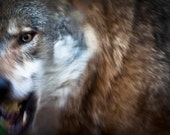 Wolf wall art photography. Loup photos, wolves prints. Fierce wild animals canine growl roar. Man cave home decor guys, boyfriend, husband Wolf wall art photography. Loup photos, wolves prints. Fierce wild animals canine growl roar. Man cave home decor guys, boyfriend, husband