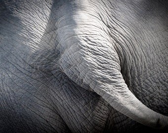 Unique elephant butts related items | Etsy