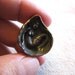 Shibuichi Mermaid in Jingle Shell Pendant