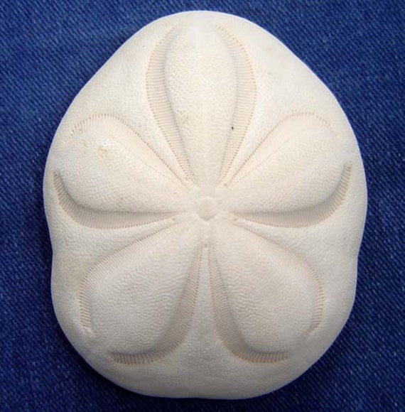 Giant Sea Biscuit Sand Dollar for crafts by ScarboroShellSupply